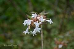 Abelia chinensis